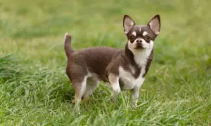 Mały piesek rasy chihuahua, brązowo-biały, z dużymi uszami, stoi na zielonej trawie.