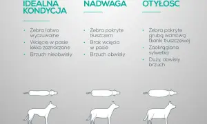 Jak odchudzić psa? Porównanie sylwetek: idealna kondycja, nadwaga, otyłość. Wskazówki dotyczące oceny budowy ciała psa.