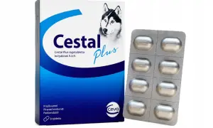 Opakowanie Cestal Plus dla psa, zawierające 8 tabletek. Informacje o cimalgex dawkowanie dla psa są na opakowaniu.