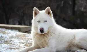 Biały husky o niebieskich oczach, najsłodszy pies na świecie, leży na śniegu.