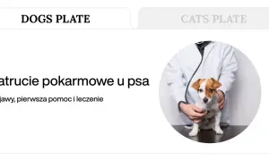 Weterynarz bada psa, który może mieć objawy zatrucia pokarmowego. Po jakim czasie pojawiają się symptomy?