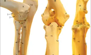 Anatomia stawu łokciowego psa, z zaznaczonymi strukturami, które mogą być dotknięte przez dysplazję stawu łokciowego.