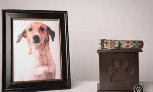 Portret ukochanego psa obok urny i obroży. Co zrobić gdy zdechnie pies z chipem? Pamięć o nim pozostanie.