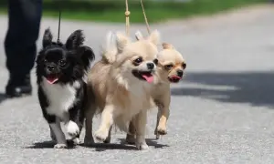 Trzy urocze psy do towarzystwa, chihuahua, biegną razem na smyczach.
