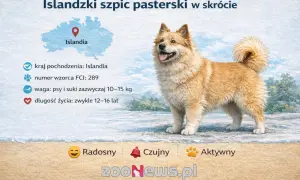 Radosny islandzki szpic pasterski, pies pasterski z Islandii, z puszystym ogonem, waga 10-15 kg, żyje 12-16 lat.
