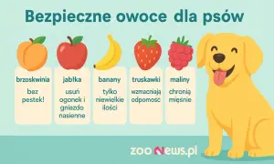 Czy pies może jeść brzoskwinie? Tak, bez pestek! Obrazek pokazuje bezpieczne owoce dla psów: brzoskwinie, jabłka, banany, truskawki i maliny.