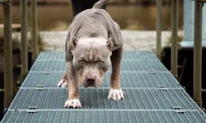 Potężny amstaff na metalowej kładce. Czy amstaff jest na liście psów agresywnych? Ten pies wygląda groźnie, ale jego zachowanie zależy od wychowania.