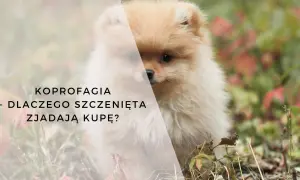 Uroczy szpic pomeranian i tekst: "Kopofagia - dlaczego szczenięta zjadają kupę?".