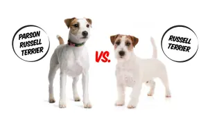 Parson Russell Terrier vs. Jack Russell Terrier: porównanie dwóch ras psów. Różnice w budowie i wyglądzie.