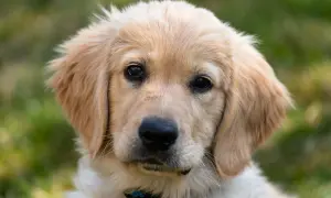Uroczy szczeniak golden retriever z bujnymi, złotymi włosami, patrzący w obiektyw.