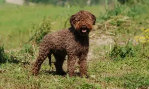 Brązowy lagotto romagnolo z kręconą sierścią, radosny, wesoły, w trawie.