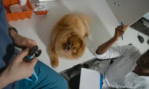 Pomeranian na stole weterynaryjnym, weterynarz sprawdza, ile pies może nie jeść.