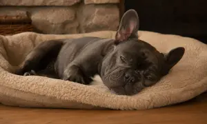 Francuski buldog leży na miękkim posłaniu, z lekko uchylonymi powiekami. Czy psy śpią z otwartymi oczami? Ten maluch wygląda, jakby rozważał tę kwestię.