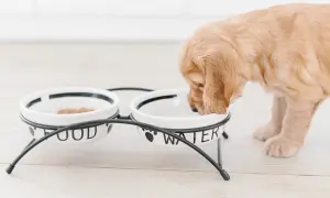 Słodki szczeniak golden retriever pije wodę z miseczki. Od kiedy szczeniaki mogą pić wodę? Od zawsze, gdy tylko zaczną jeść stałe pokarmy!
