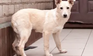 Jasny piesek z podkulonym ogonem wygląda na smutnego, jakby czekał na swojego pana.