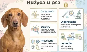 Portret jamnika z informacjami o nużycy u psa. Czy jest zaraźliwa dla ludzi? Objawy, przyczyny, diagnostyka i leczenie.