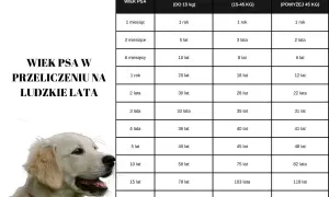 Tabela wieku psa w przeliczeniu na ludzkie lata. Kiedy pies jest seniorem, jego wiek w ludzkich latach zależy od jego wielkości.