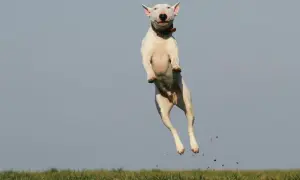 Biały bullterier w skoku, jakby miał ADHD, z ziemią lecącą spod łap.