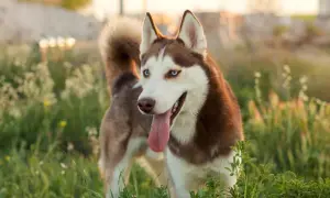 Piękny pies rasy husky, pies hodowany na syberii, z niebieskimi oczami i brązowo-białym futrem, stoi na tle zielonej łąki.