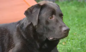 Czekoladowy labrador leży na trawie. Czy labradory są agresywne? Ten łagodny piesek zaprzecza tej teorii.
