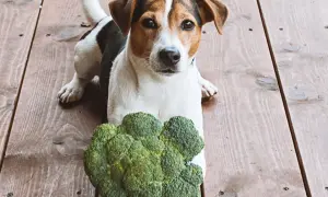 Jack Russell z zaciekawieniem patrzy na brokuły. Czy pies może jeść brokuły? Ten psiak wygląda, jakby chciał się przekonać.