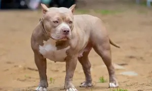 Potężny american bully o beżowym umaszczeniu i białych znaczeniach, z uwagą obserwuje otoczenie. Jego muskularna sylwetka świadczy o sile, a spojrzenie zdradza czujność.