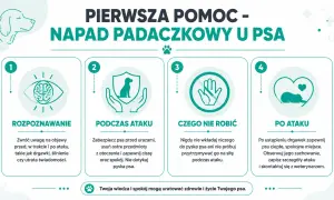 Jak wygląda atak epilepsji u psa: rozpoznawanie, podczas ataku, czego nie robić i po ataku. Poradnik pierwszej pomocy.