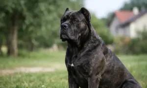 Potężny pies rasy Cane Corso siedzi na trawie. Zastanawiasz się, cane corso ile żyje? Średnio 10-12 lat.