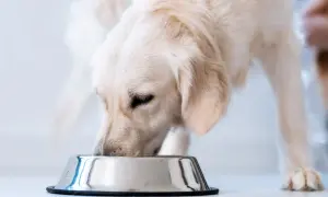 Złoty retriever je z miski. Czy pies może jeść wątróbkę? Tak, ale z umiarem.