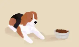 Smutny beagle leży obok miski z karmą, zastanawiając się, dlaczego pies nie chce jeść suchej karmy. Może woli coś innego?