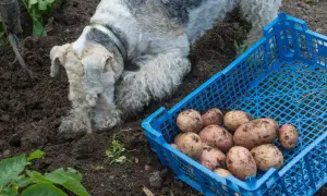 Pies zjadł surowego ziemniaka prosto z ziemi, obok niebieskiej skrzynki pełnej świeżo wykopanych bulw.