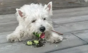 Biały piesek westie z apetytem gryzie ogórka, sprawdzając, czy pies może jeść ogórki. Wokół rozsypane kawałki.