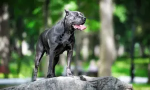 Potężny pies rasy cane corso z charakterystycznymi, lekko stojącymi uszami, stoi na skale w parku.