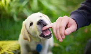 Szczeniak labradora delikatnie podgryza palec, ucząc się, dlaczego pies podgryza przednimi zębami.