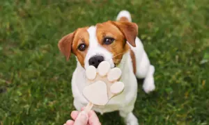 Czy psy mogą jeść lody? Ten uroczy Jack Russell Terrier z pewnością myśli, że tak, gdy próbuje ugryźć lodowy przysmak w kształcie łapki.