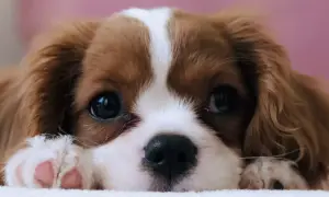 Uroczy Cavalier King Charles Spaniel, jedna z najspokojniejszych ras psów, zapatrzony w obiektyw.