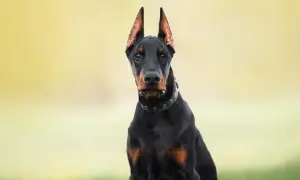 Doberman z postawionymi uszami, które nie są poddane obcinaniu uszu psom.