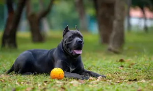 Potężny cane corso, którego imponujący wzrost widać nawet w spoczynku, leży na trawie obok pomarańczowej piłki.