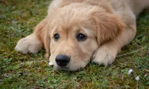 Uroczy szczeniak golden retriever leży na trawie, obok małego kwiatka. To idealny moment, by poznać ciekawostki o psach!