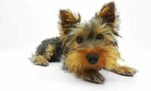 Mały yorkshire terrier leży na białym tle, jego oczy są szeroko otwarte, jakby przeżywał atak paniki u psa.