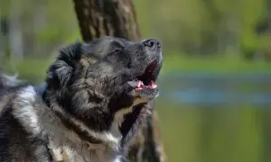 Głośne szczekanie dużego psa, który stoi przy drzewie. W tle widać wodę i zieleń.
