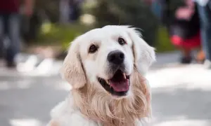 Uśmiechnięty golden retriever z otwartym pyskiem, jakby zastanawiał się, dlaczego pies boi się wszystkiego.