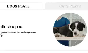 Pies z refluksem na stole weterynaryjnym. Domowe sposoby na refluks u psa i jak mu pomóc dietą.