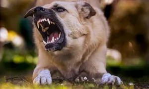 Pies pokazuje zęby, warczy i pokazuje agresję lękową. Jego oczy są szeroko otwarte, a pysk wykrzywiony w grymasie.