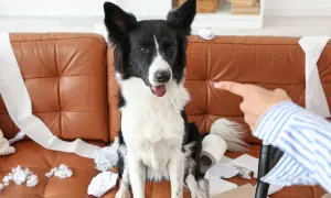 Pies niszczy w domu, siedząc na kanapie wśród porozrzucanego papieru toaletowego. Właściciel wskazuje palcem na winowajcę.