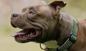 Brązowy pies rasy pitbull z otwartym pyskiem i wystawionym językiem, dyszy po biegu.