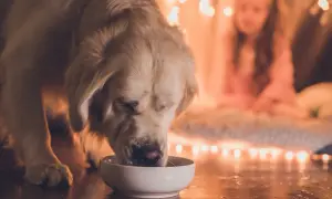 Złoty retriever pije z miski, a w tle dziewczynka w namiocie. Czy pies może pić wodę mineralną? To pytanie nurtuje wielu właścicieli.