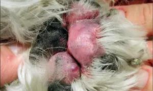 Zapalenie opuszek łap u psa (pododermatitis) objawia się zaczerwienieniem i obrzękiem.