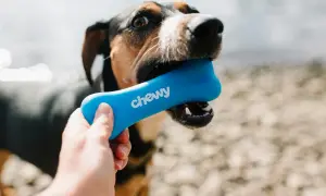 Pies z zapałem gryzie niebieską zabawkę w kształcie kości z napisem "chewy". To świetna alternatywa, jeśli zastanawiasz się, jakie kości mogą jeść psy.