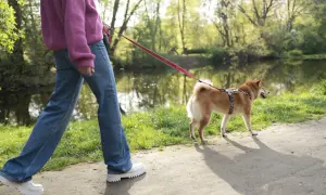 Spacer po parku. Pies ciągnie do innych psów, wesoło machając ogonem.